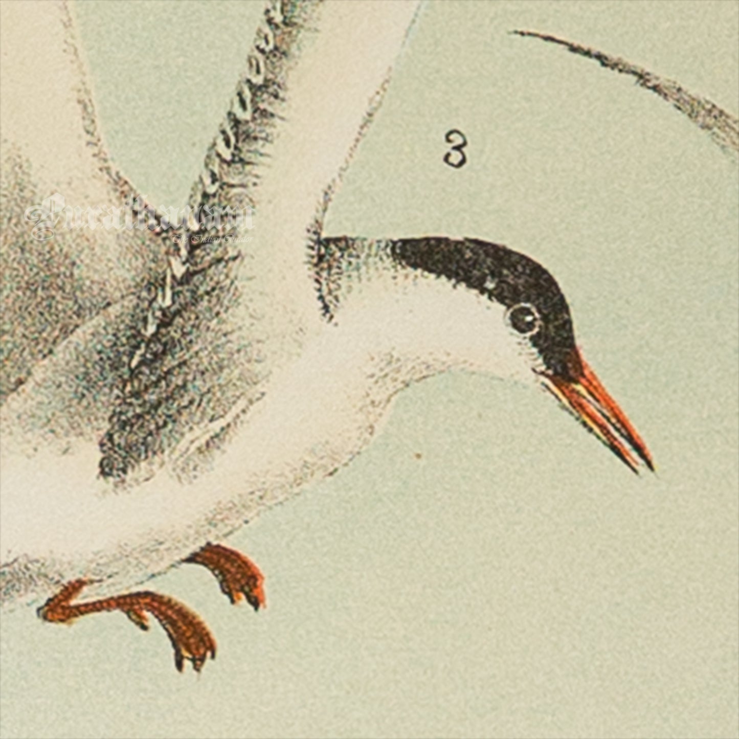 Bird - Chromo lithograph print (Plate - XI) by Theodore Jasper - Bird Art / Avian Art