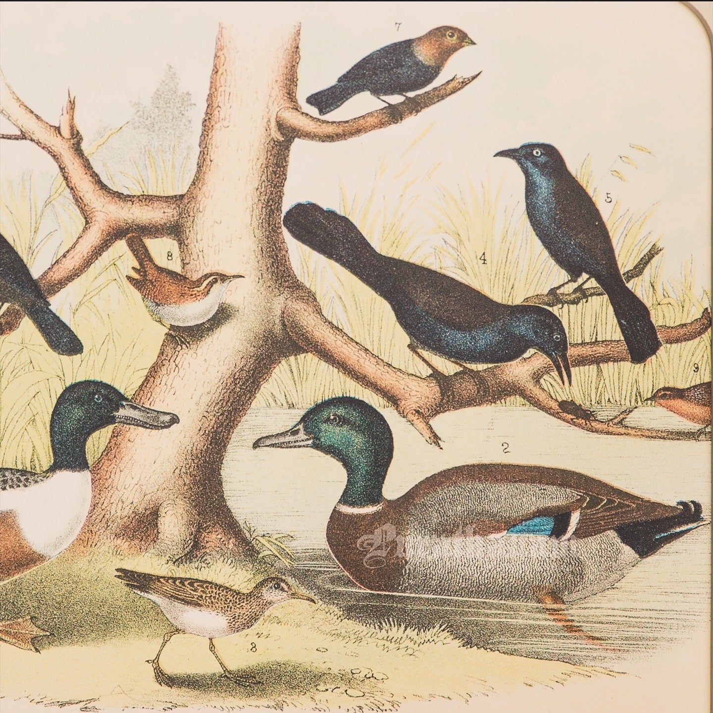 Bird - Chromo lithograph print (Plate - LII) by Theodore Jasper - Bird Art / Avian Art