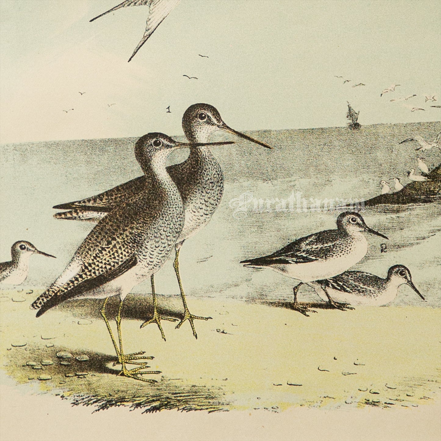 Bird - Chromo lithograph print (Plate - XI) by Theodore Jasper - Bird Art / Avian Art