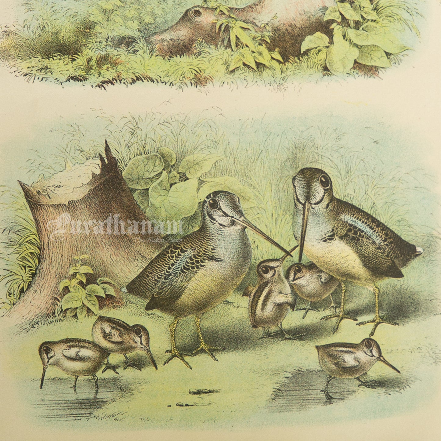 Bird - Chromo lithograph print (Plate - IX) - Bird Art / Avian Art