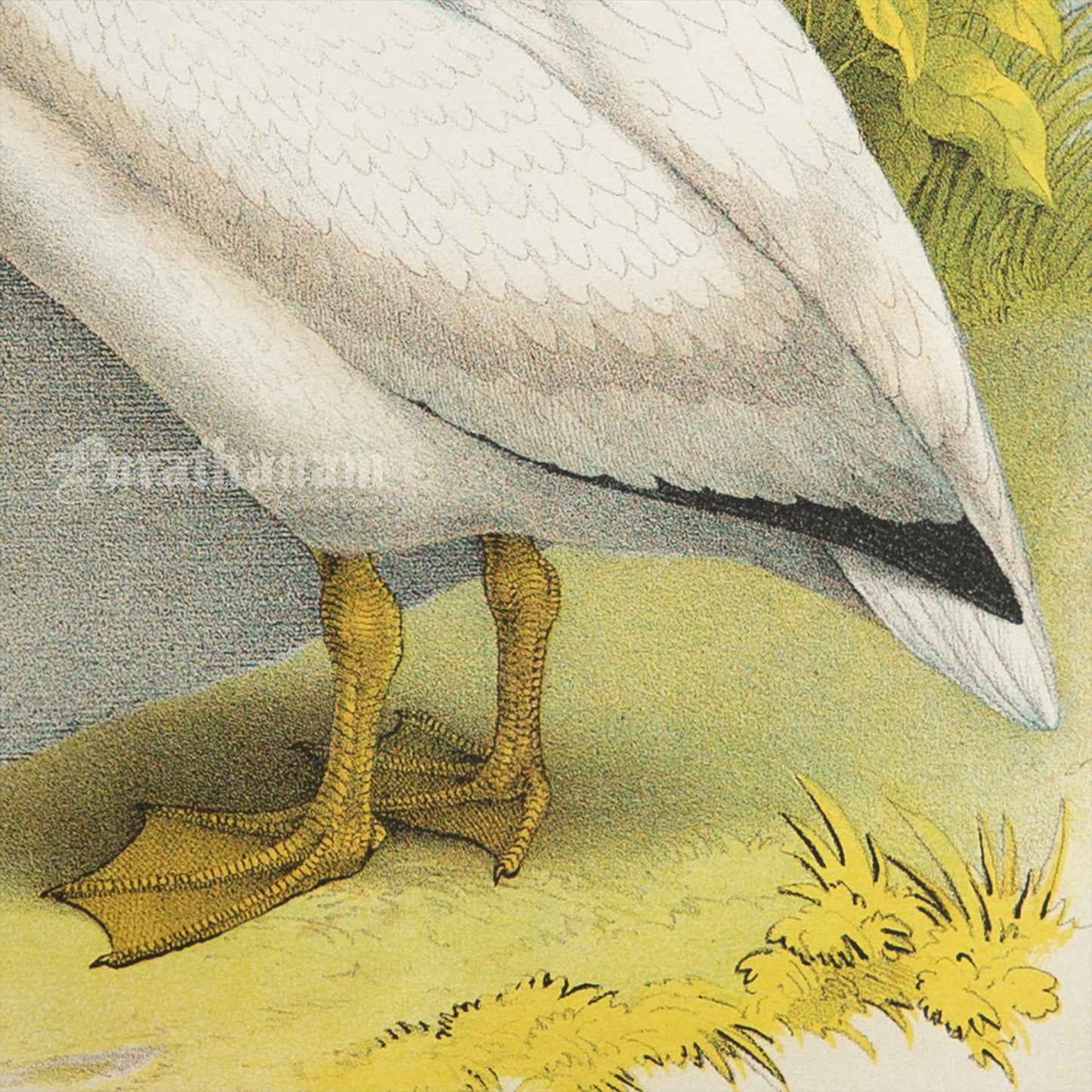 Bird - Chromo lithograph print (Plate - LI) by Theodore Jasper - Bird Art / Avian Art
