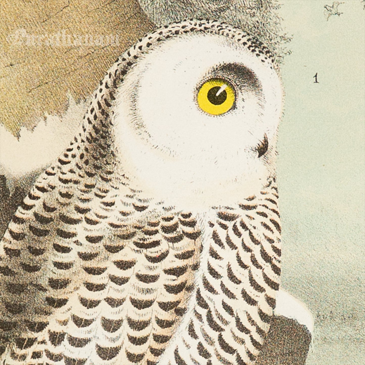 Bird - Snowy Owl Chromo lithograph print (Plate - X) by Theodore Jasper - Bird Art / Avian Art