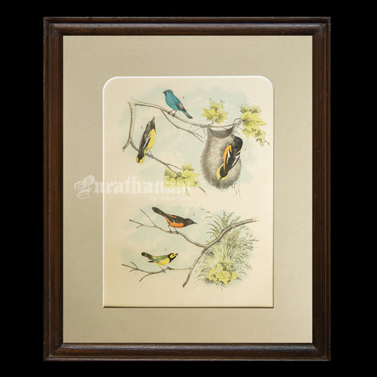 Bird - Chromo lithograph print (Plate -XII) by Theodore Jasper -  Bird Art / Avian Art