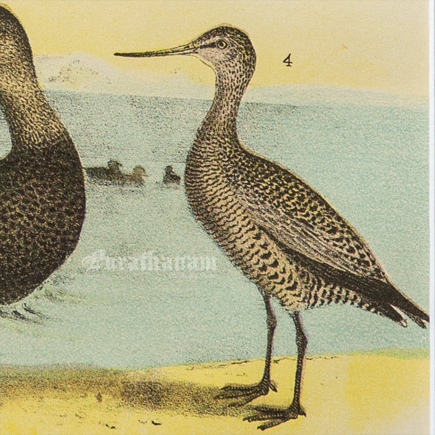 Bird - Chromo lithograph print (Plate - LVIII) by Theodore Jasper - Bird Art / Avian Art