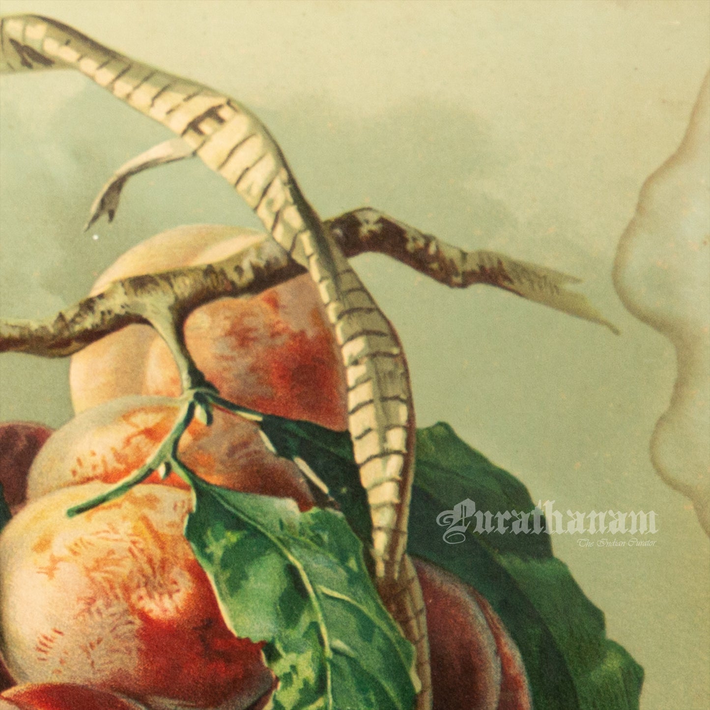 Bowl of Peaches by Francesca Alexander - Chromolithograph Print
