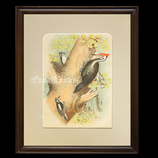 Bird - Chromo lithograph print (Plate -XVIII) by Theodore Jasper -  Bird Art / Avian Art