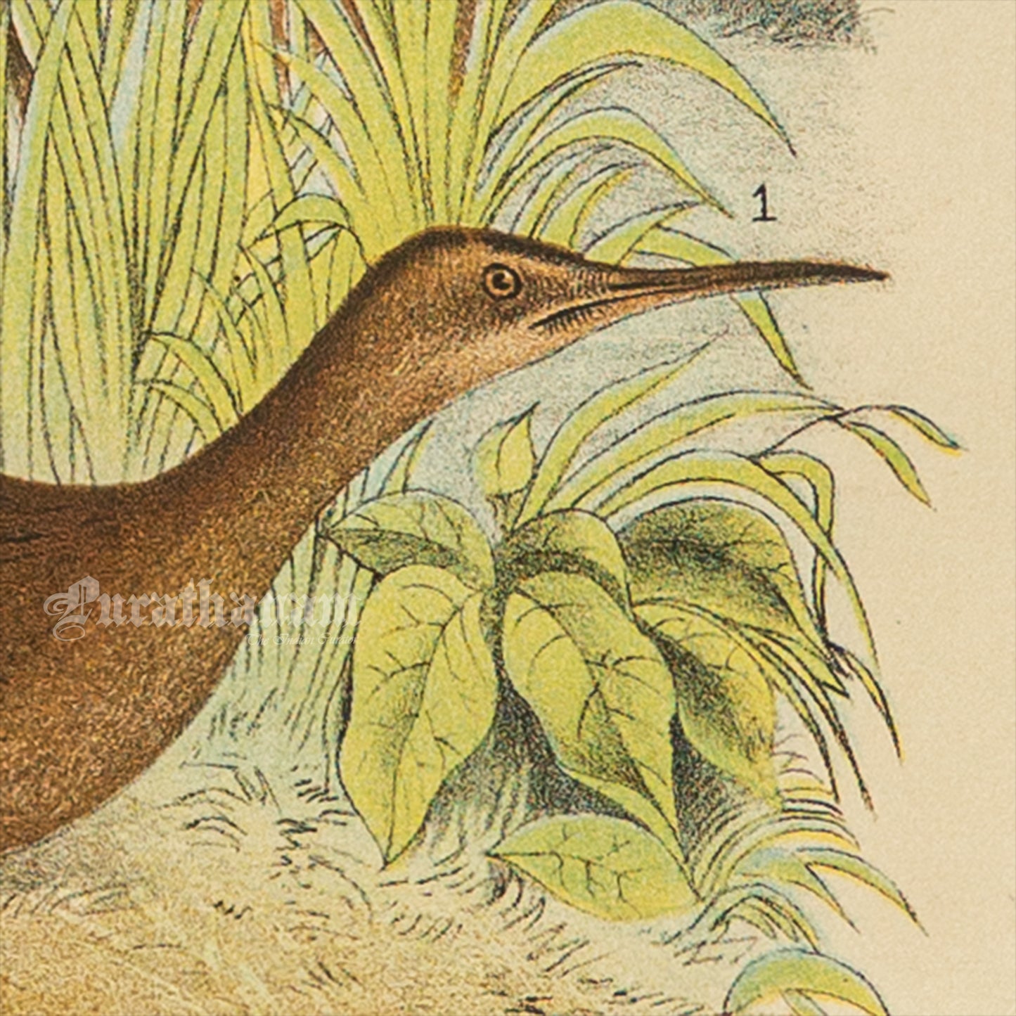 Bird - Chromo lithograph print (Plate - XIX) by Theodore Jasper - Bird Art / Avian Art
