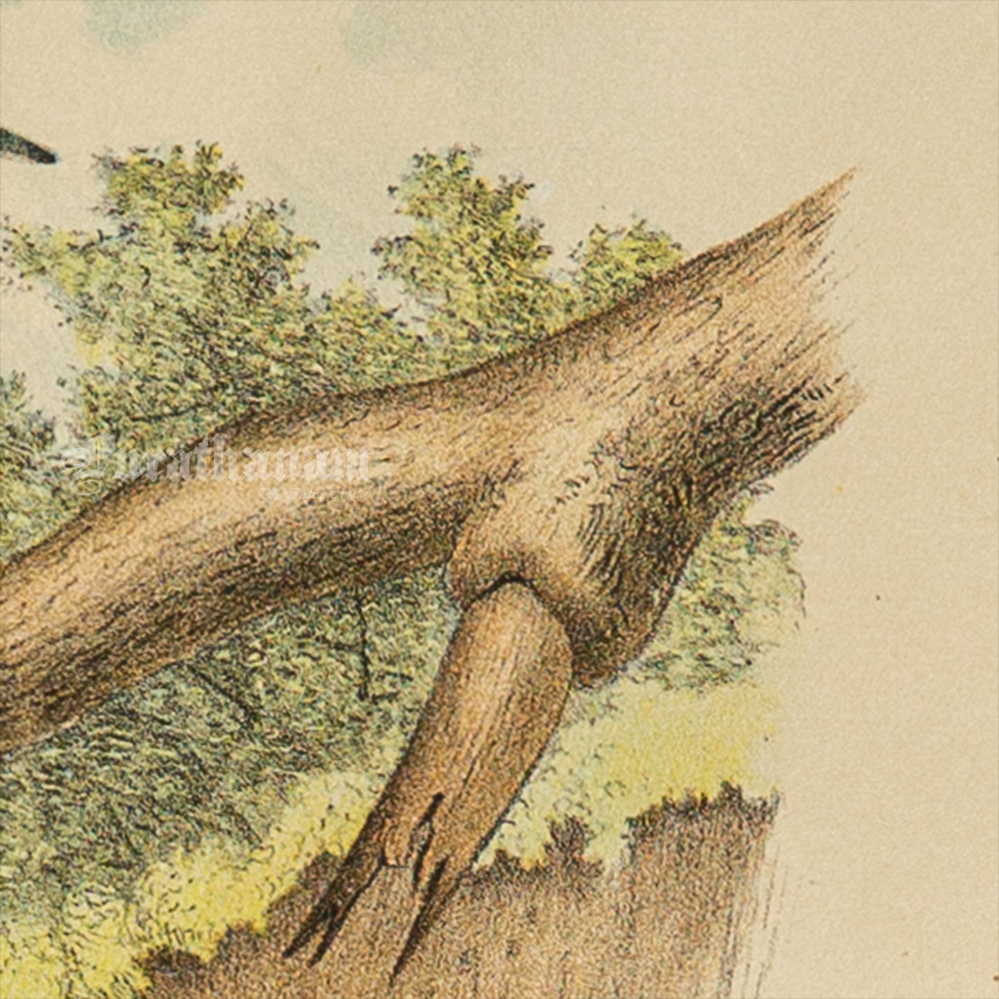 Bird - Chromo lithograph print (Plate - XIX) by Theodore Jasper - Bird Art / Avian Art