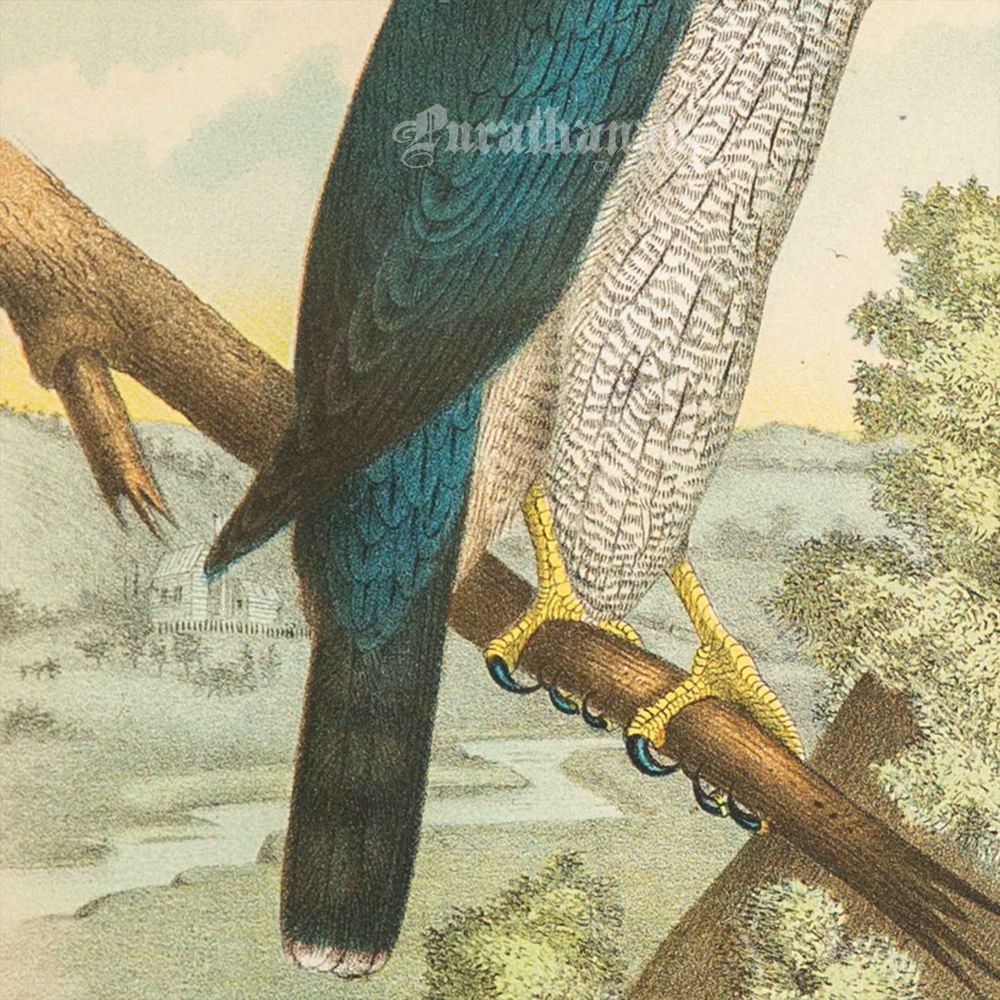 Bird - Chromo lithograph print (Plate - XX) by Theodore Jasper - Bird Art / Avian Art