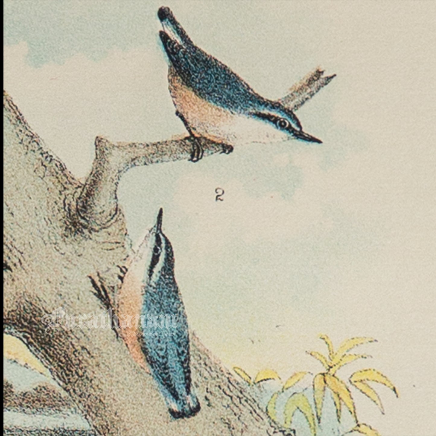 Bird - Chromo lithograph print (Plate - I ) by Theodore Jasper - Bird Art / Avian Art