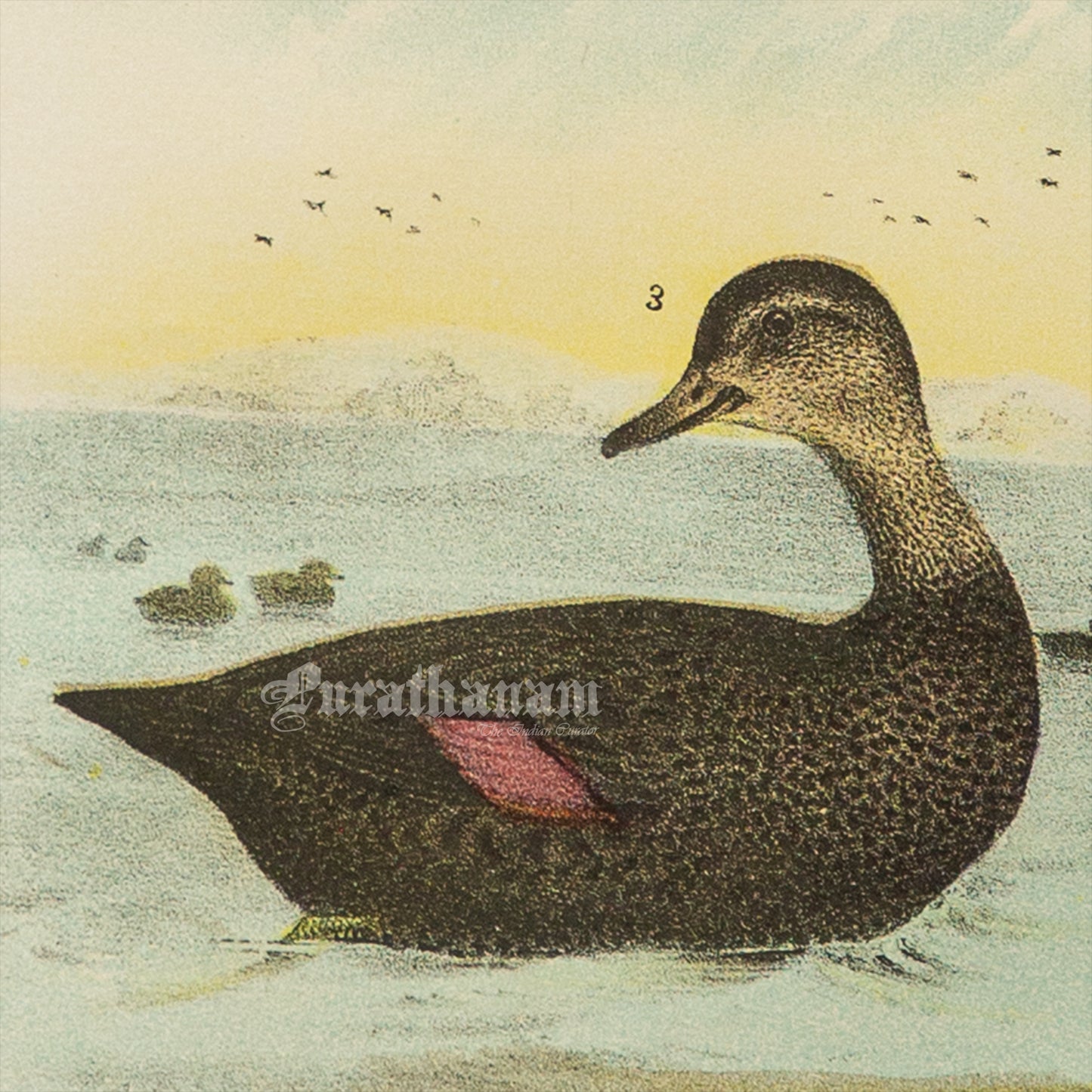 Bird - Chromo lithograph print (Plate - LVIII) by Theodore Jasper - Bird Art / Avian Art