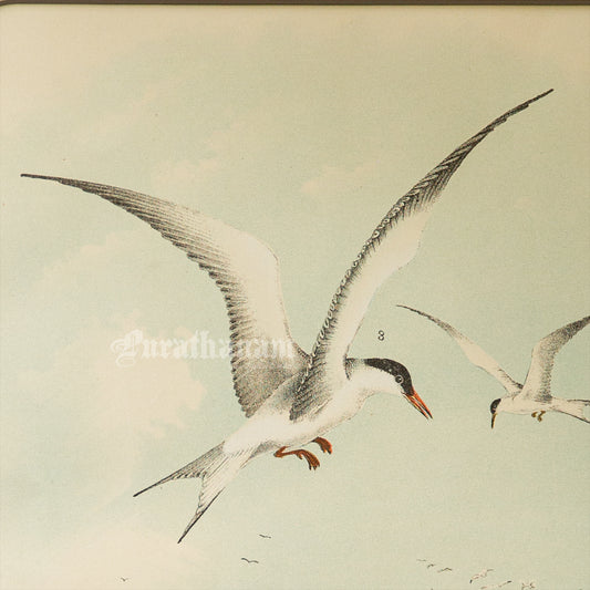 Bird - Chromo lithograph print (Plate - XI) by Theodore Jasper -  Bird Art / Avian Art