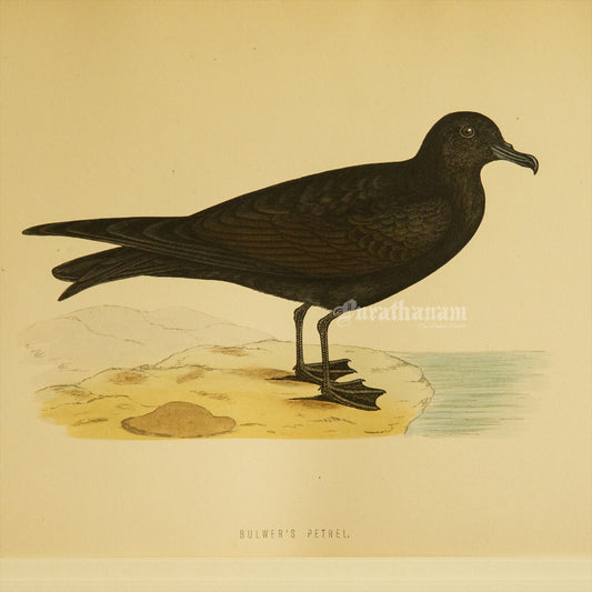 Bird -Bulwer’s Petrel - Hand-Coloured Wood Engraving - Bird Art / Avian Art