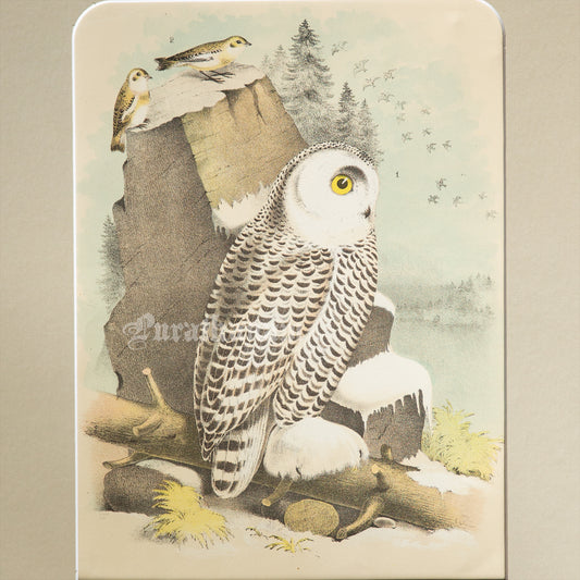 Bird - Snowy Owl Chromo lithograph print (Plate - X) by Theodore Jasper -  Bird Art / Avian Art