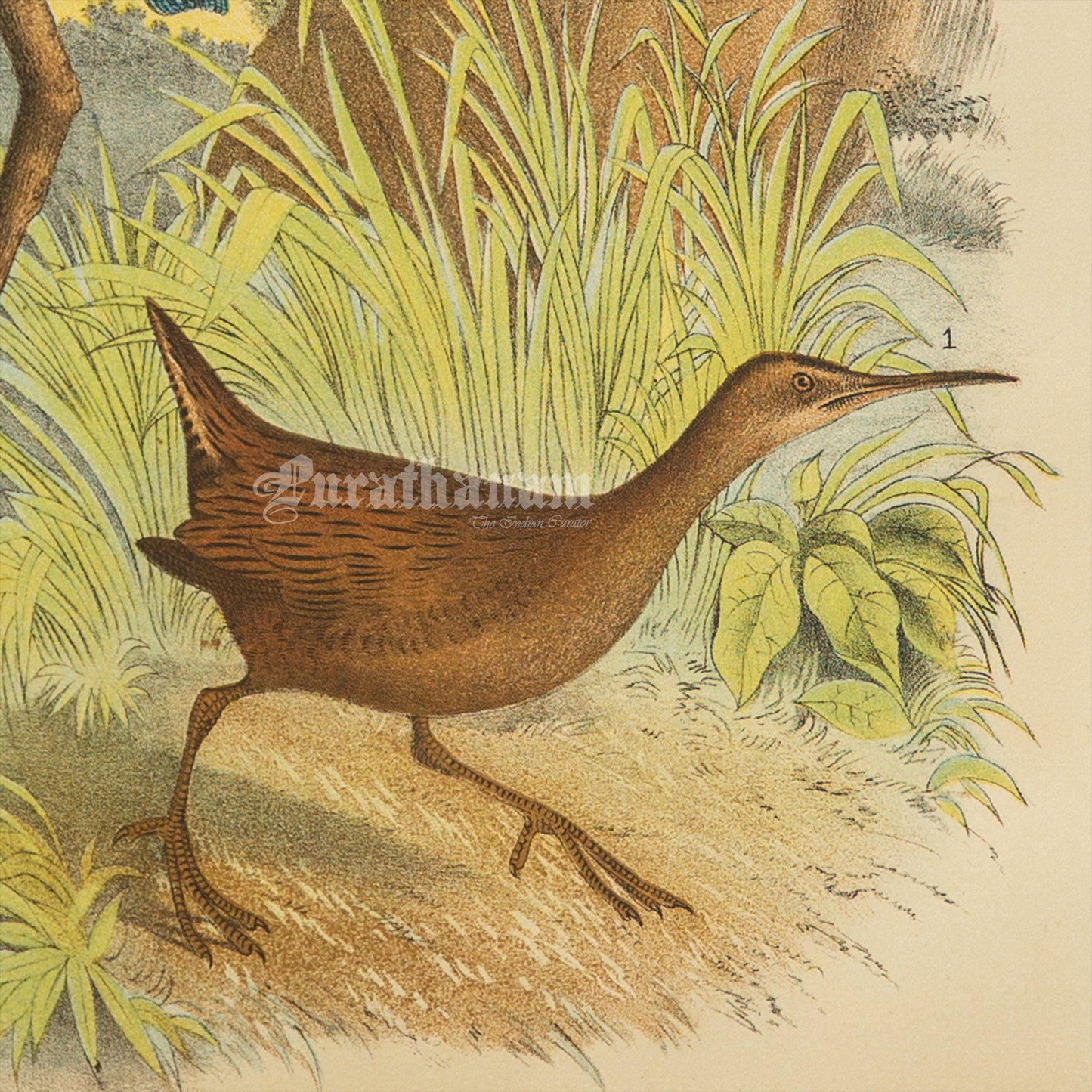 Bird - Chromo lithograph print (Plate - XIX) by Theodore Jasper - Bird Art / Avian Art