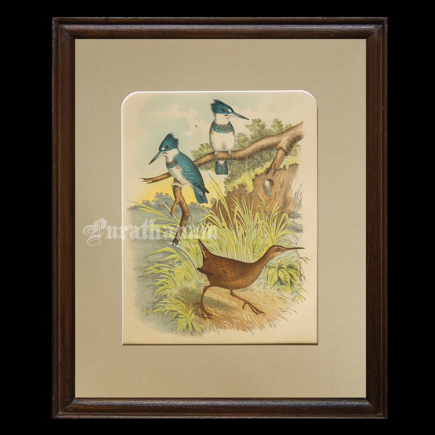 Bird - Chromo lithograph print (Plate - XIX) by Theodore Jasper - Bird Art / Avian Art