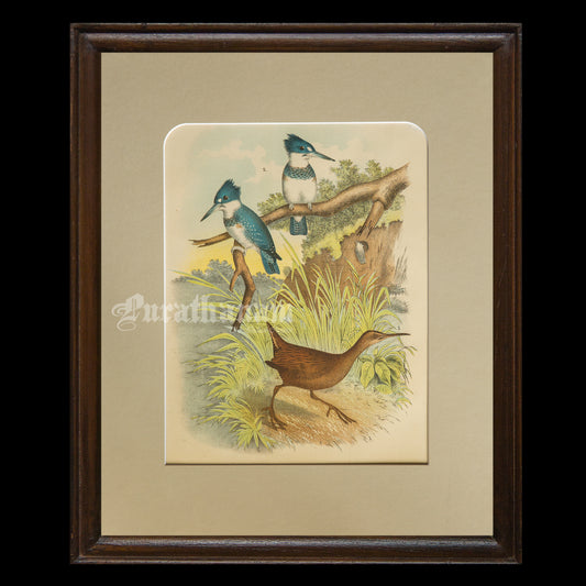 Bird - Chromo lithograph print (Plate - XIX) by Theodore Jasper -  Bird Art / Avian Art