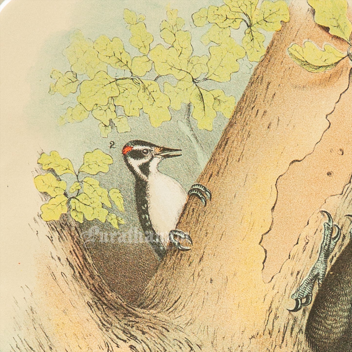Bird - Chromo lithograph print (Plate -XVIII) by Theodore Jasper - Bird Art / Avian Art