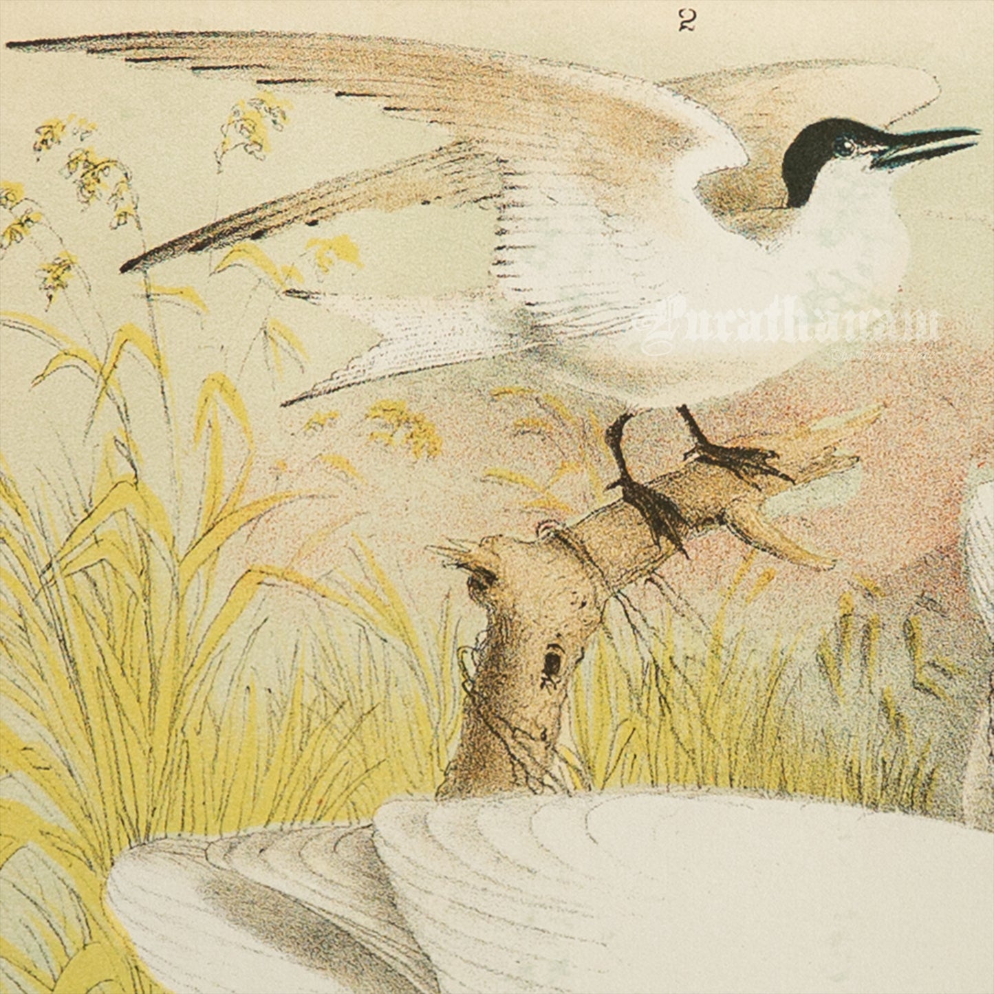Bird - Chromo lithograph print (Plate - LX) by Theodore Jasper - Bird Art / Avian Art
