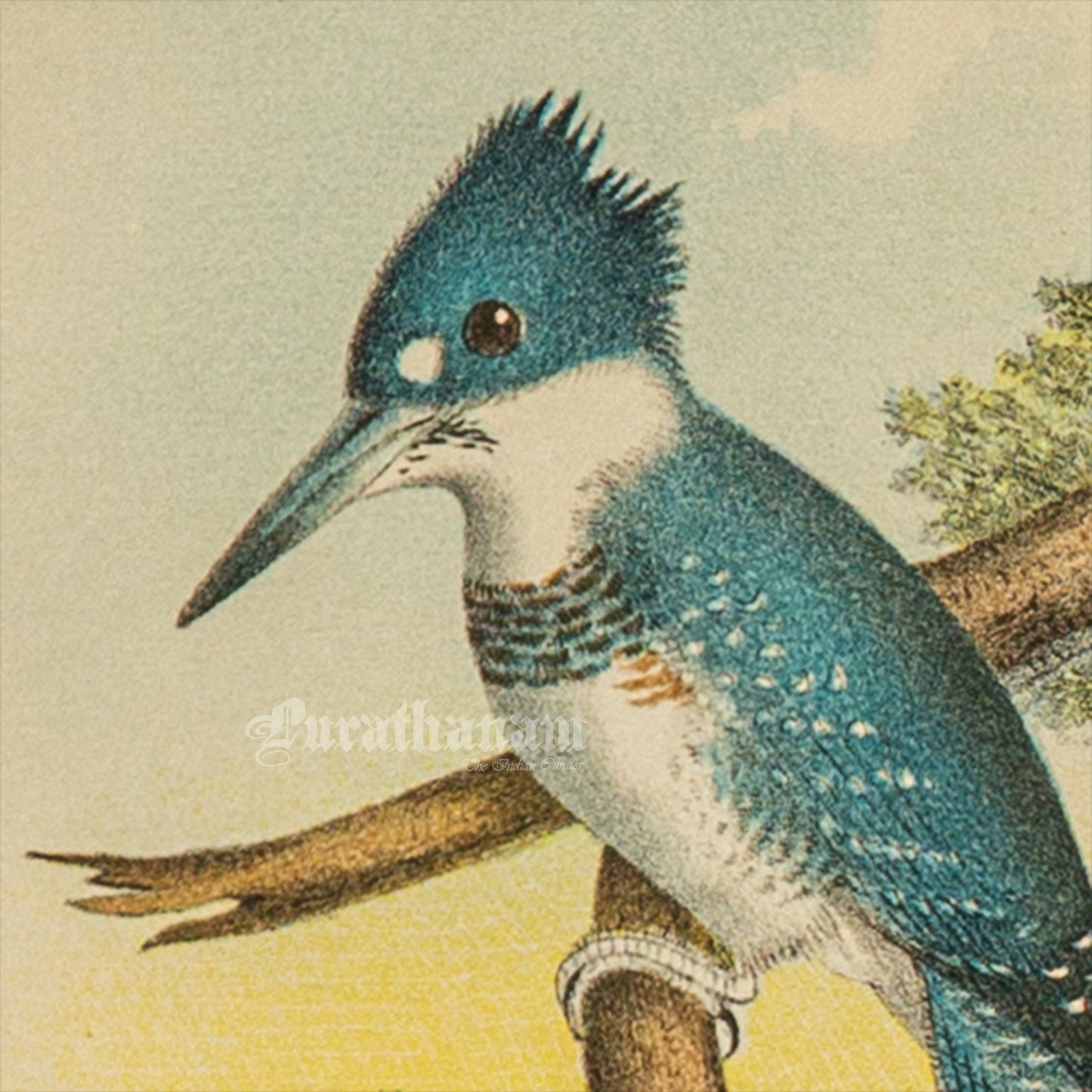 Bird - Chromo lithograph print (Plate - XIX) by Theodore Jasper - Bird Art / Avian Art