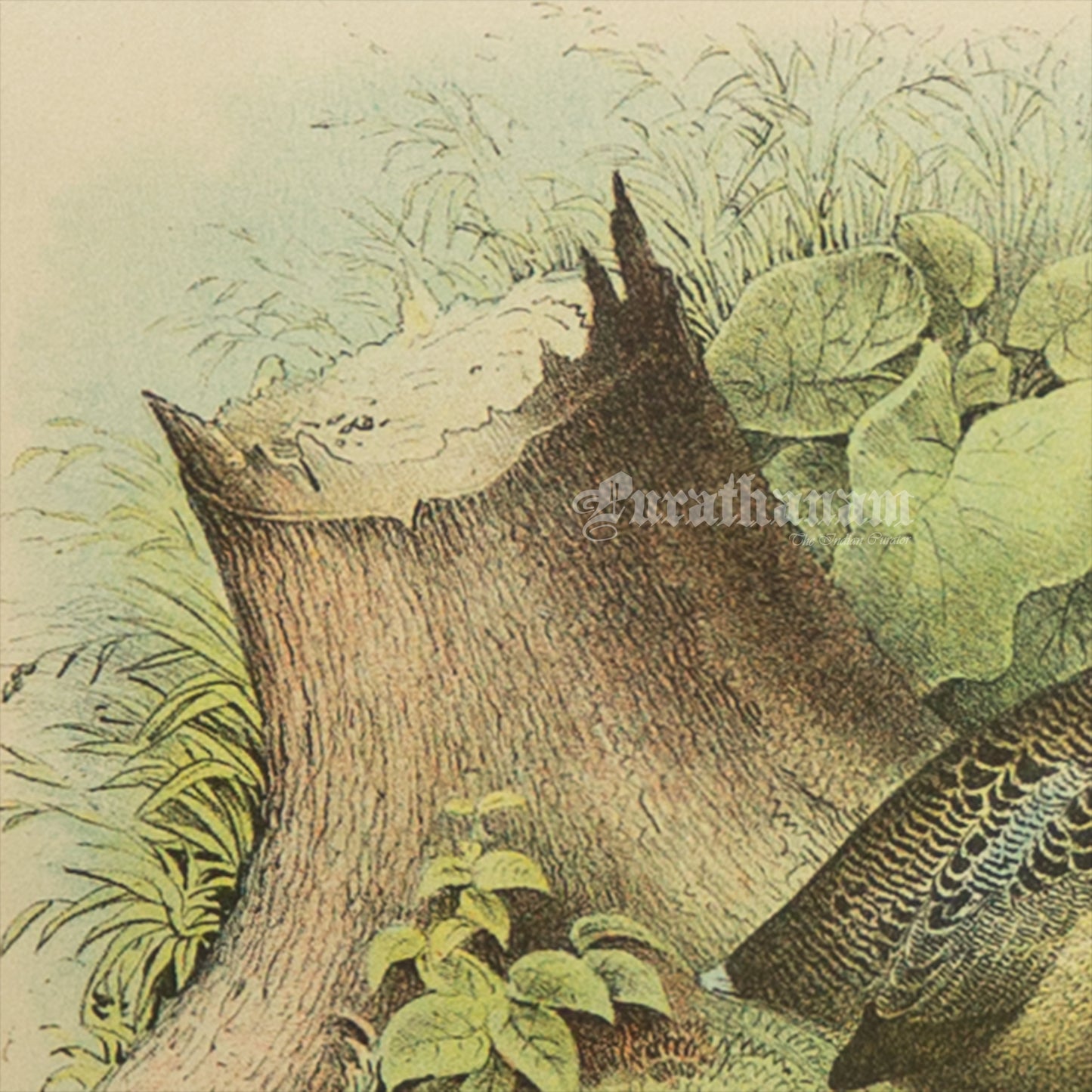 Bird - Chromo lithograph print (Plate - IX) - Bird Art / Avian Art