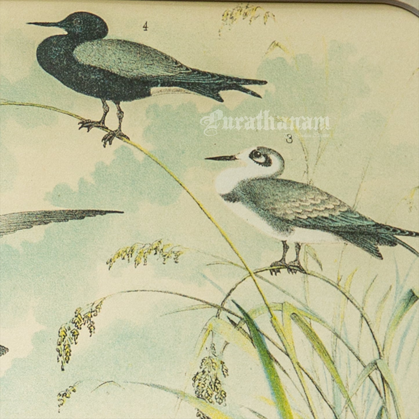 Bird - Chromo lithograph print (Plate - VIII) by Theodore Jasper - Bird Art / Avian Art