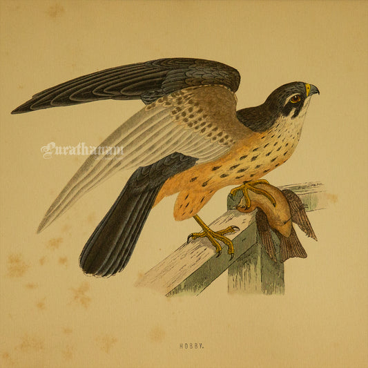Bird - Hobby- Hand-Coloured Wood Engraving - Bird Art / Avian Art