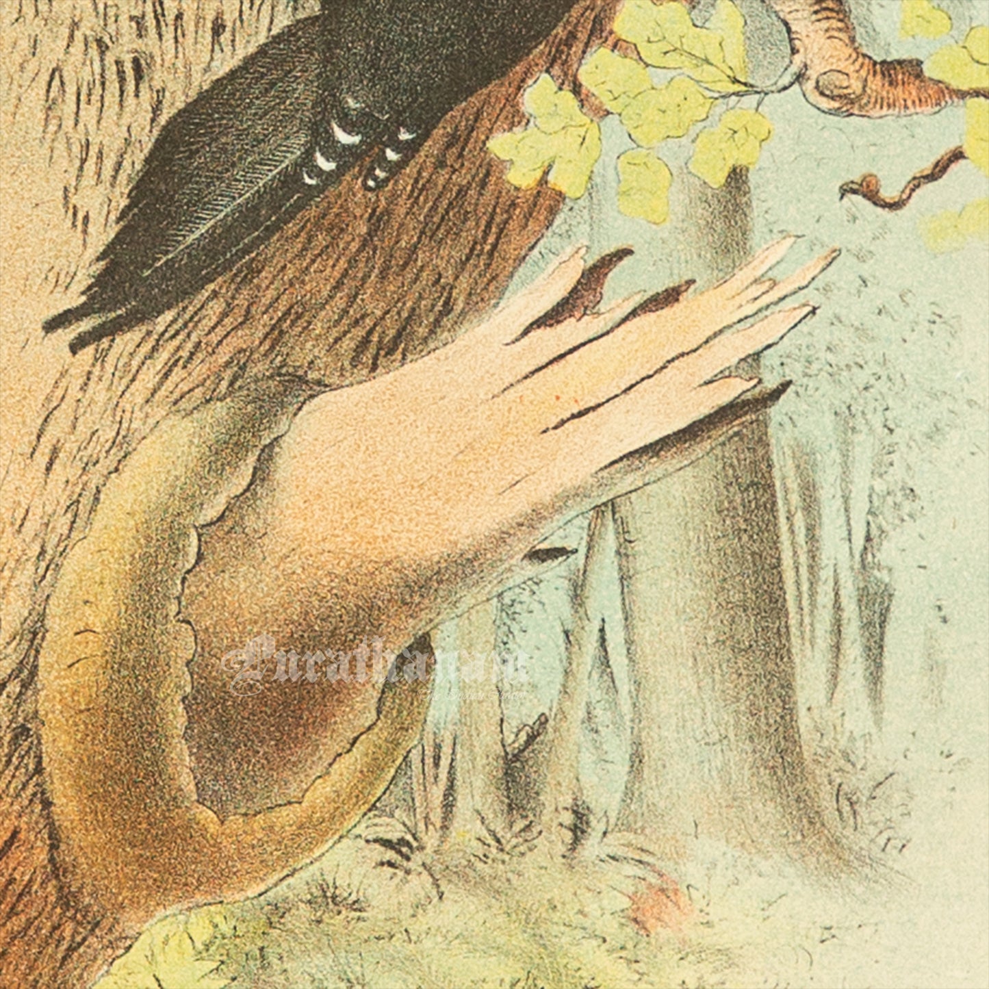 Bird - Chromo lithograph print (Plate -XVIII) by Theodore Jasper - Bird Art / Avian Art