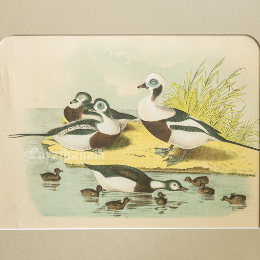 Bird - Chromo lithograph print (Plate - XXI) -  Bird Art / Avian Art