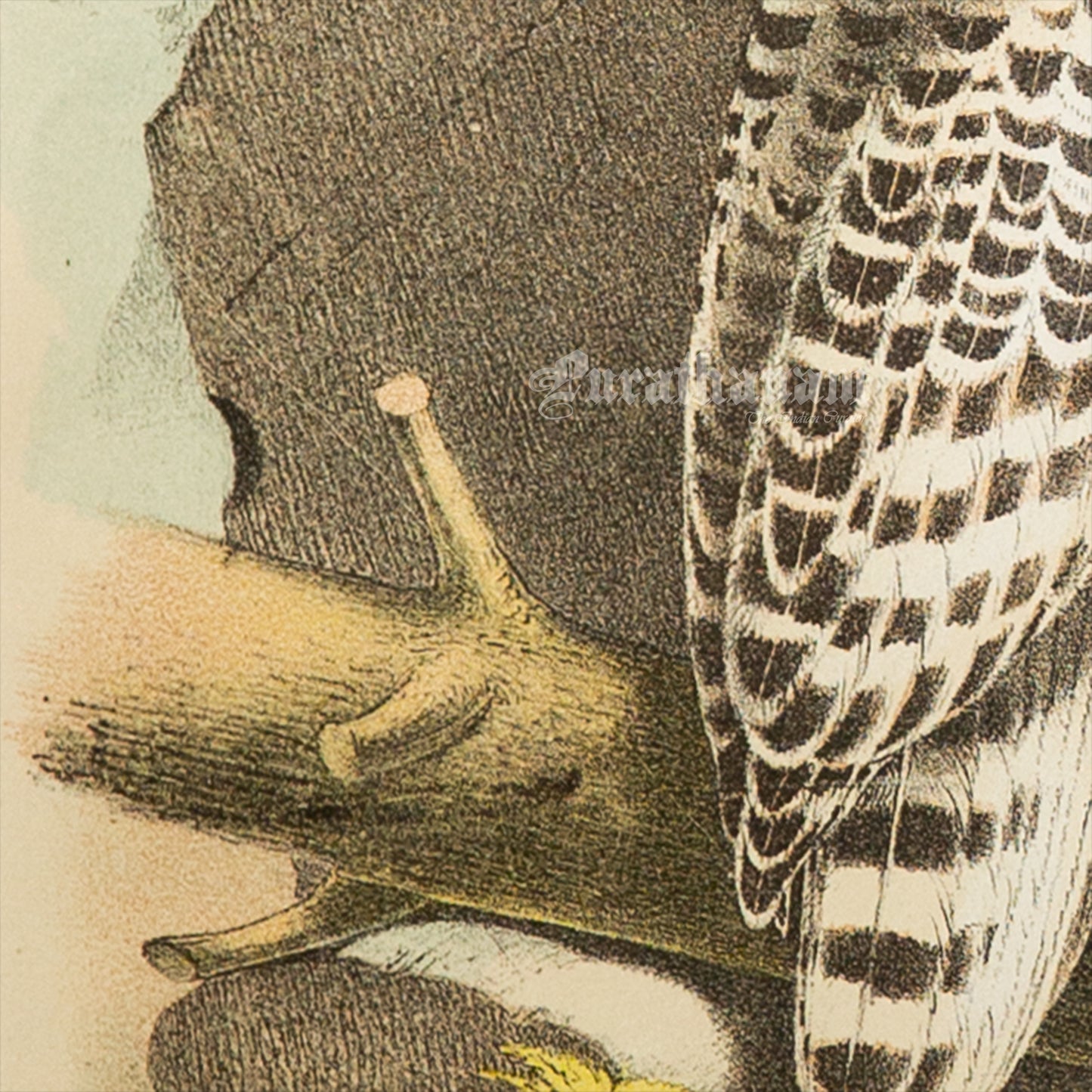 Bird - Snowy Owl Chromo lithograph print (Plate - X) by Theodore Jasper - Bird Art / Avian Art