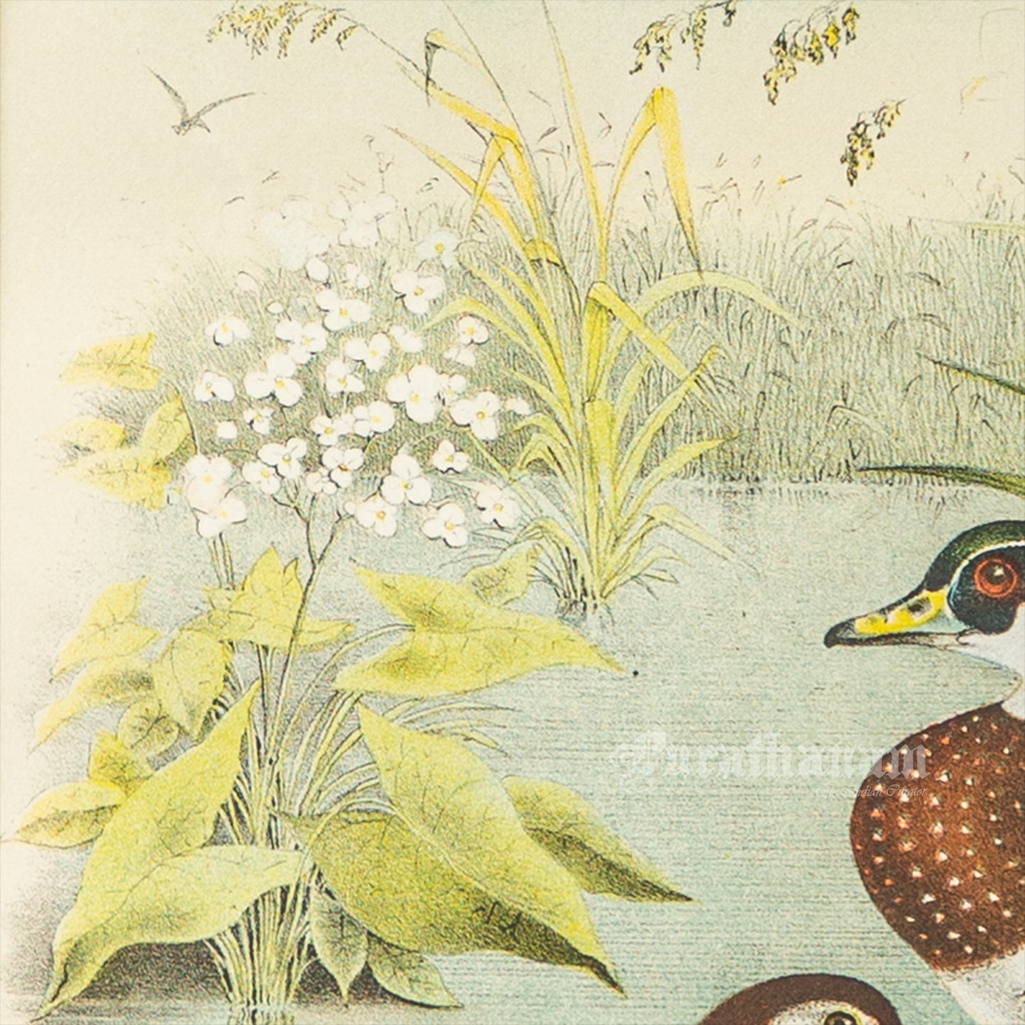 Bird - Chromo lithograph print (Plate - VIII) by Theodore Jasper - Bird Art / Avian Art