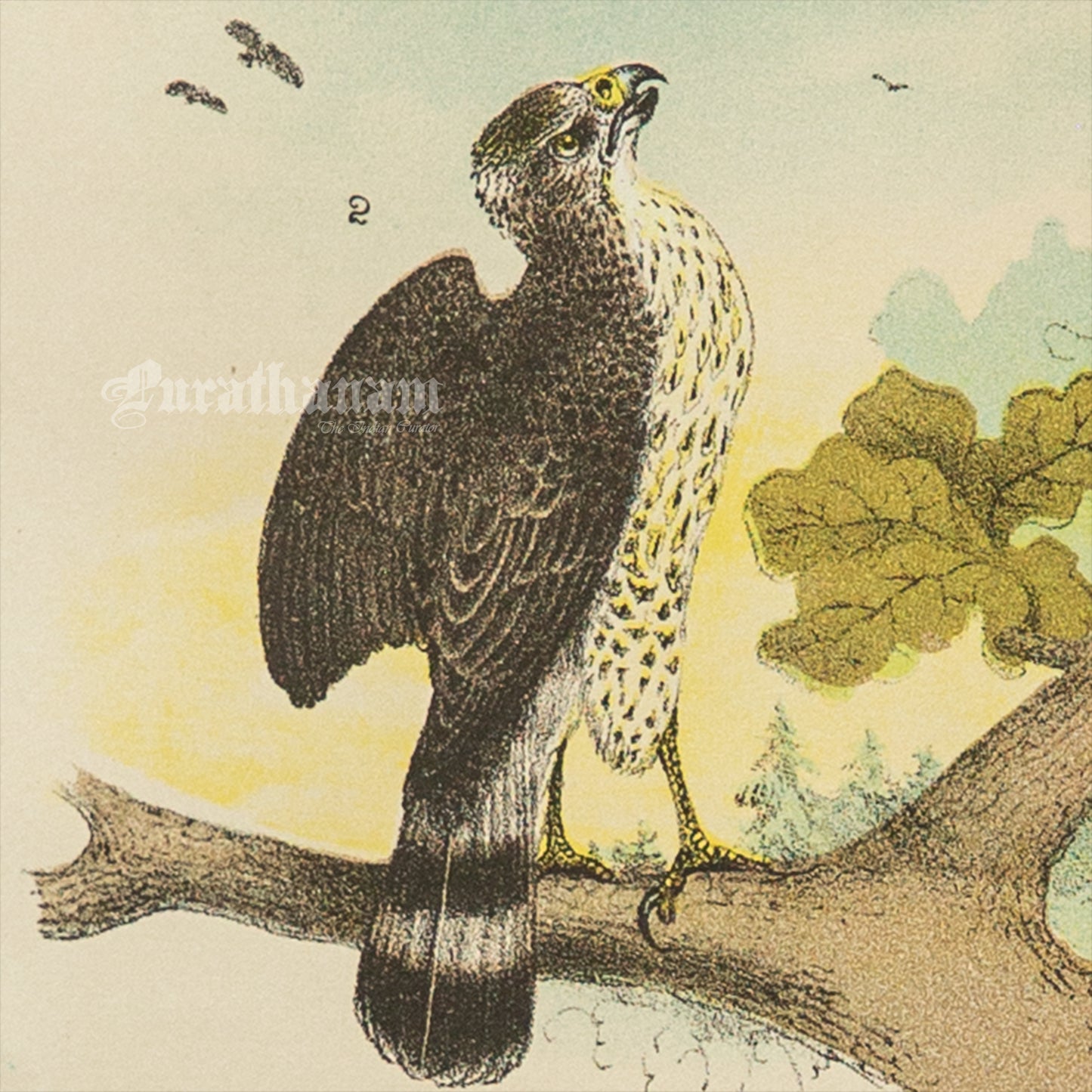 Bird - Chromo lithograph print (Plate - LVIII) by Theodore Jasper - Bird Art / Avian Art