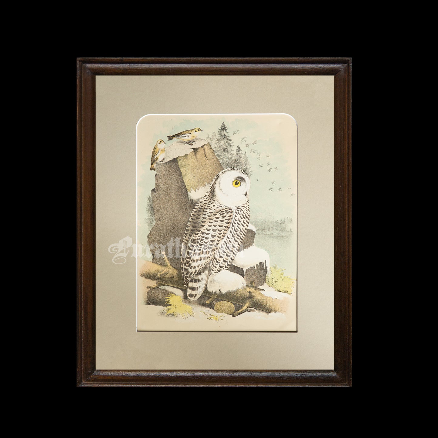 Bird - Snowy Owl Chromo lithograph print (Plate - X) by Theodore Jasper - Bird Art / Avian Art