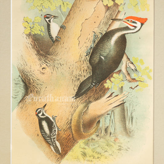 Bird - Chromo lithograph print (Plate -XVIII) by Theodore Jasper -  Bird Art / Avian Art