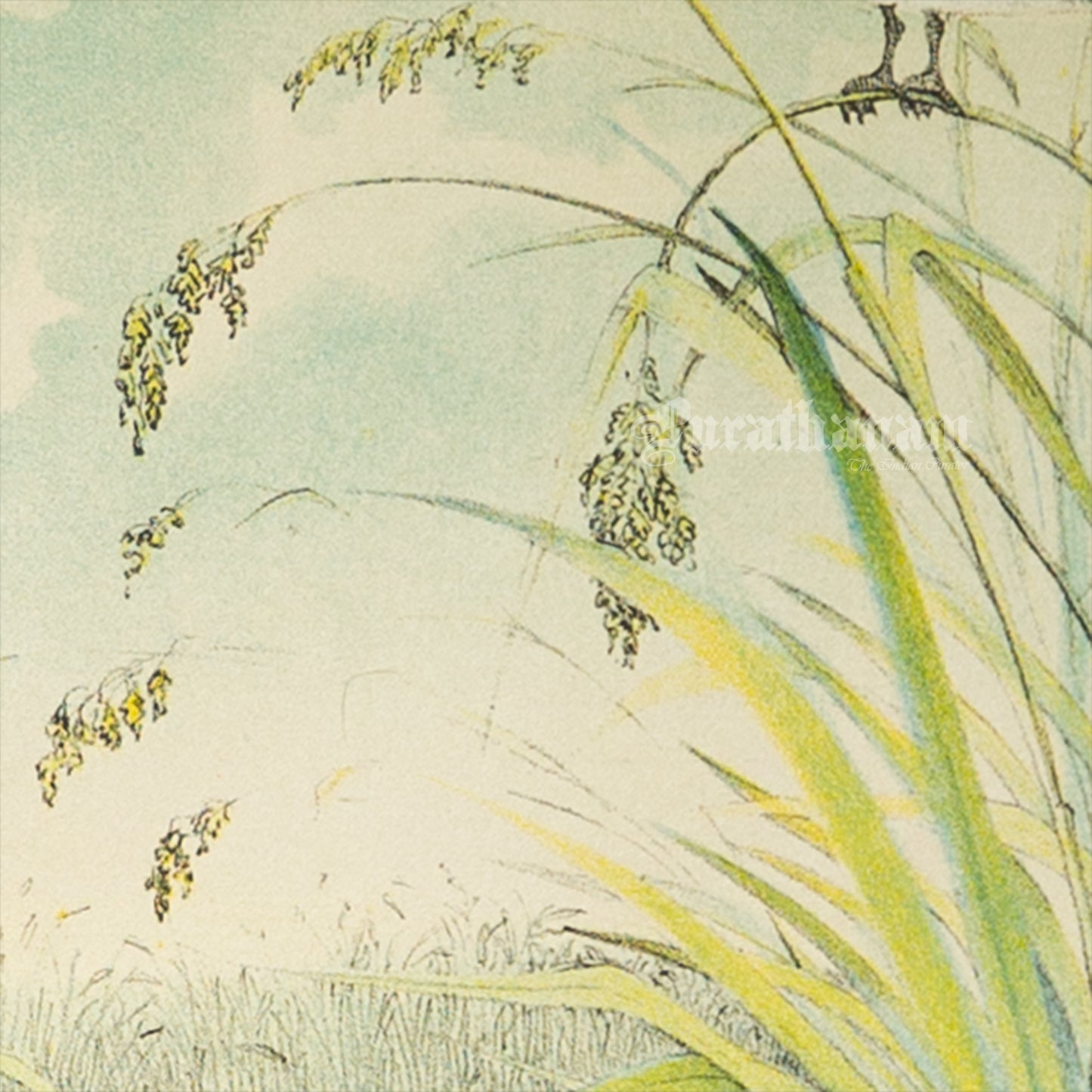 Bird - Chromo lithograph print (Plate - VIII) by Theodore Jasper - Bird Art / Avian Art