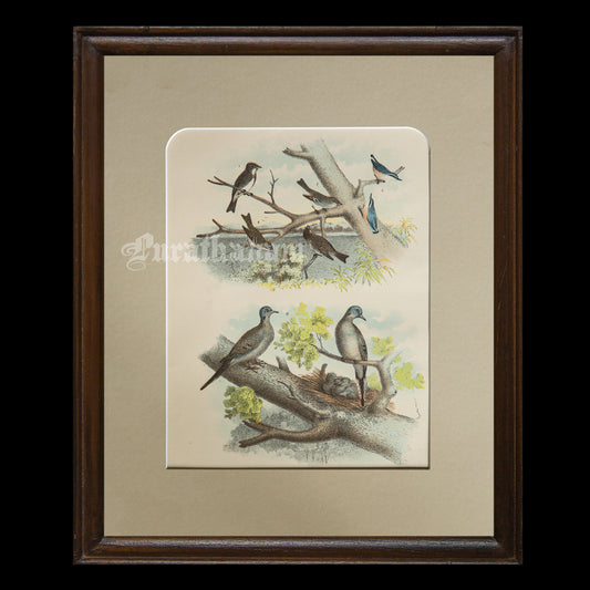 Bird - Chromo lithograph print (Plate - I ) by Theodore Jasper -  Bird Art / Avian Art