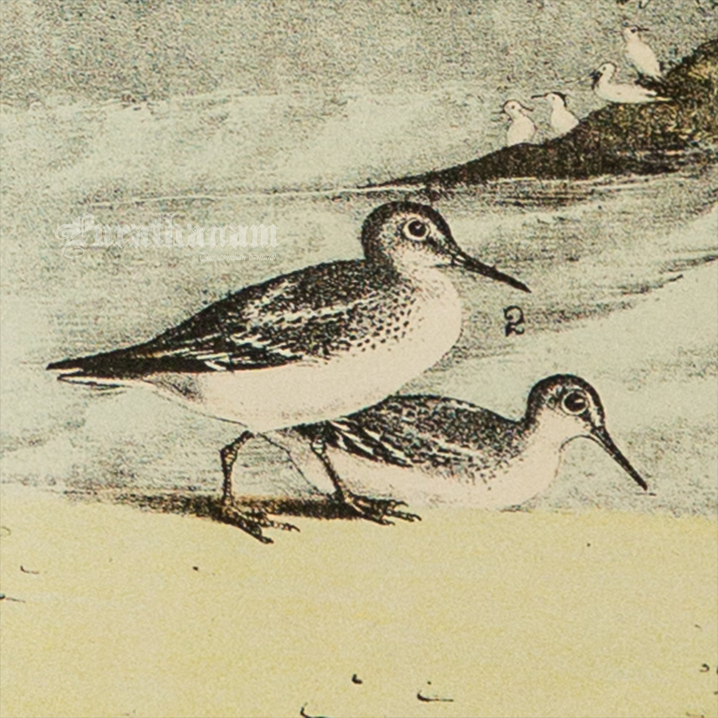 Bird - Chromo lithograph print (Plate - XI) by Theodore Jasper - Bird Art / Avian Art