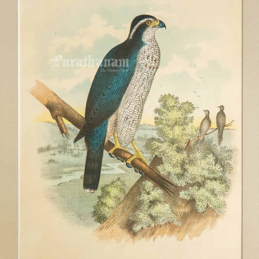 Bird - Chromo lithograph print (Plate - XX) by Theodore Jasper -  Bird Art / Avian Art
