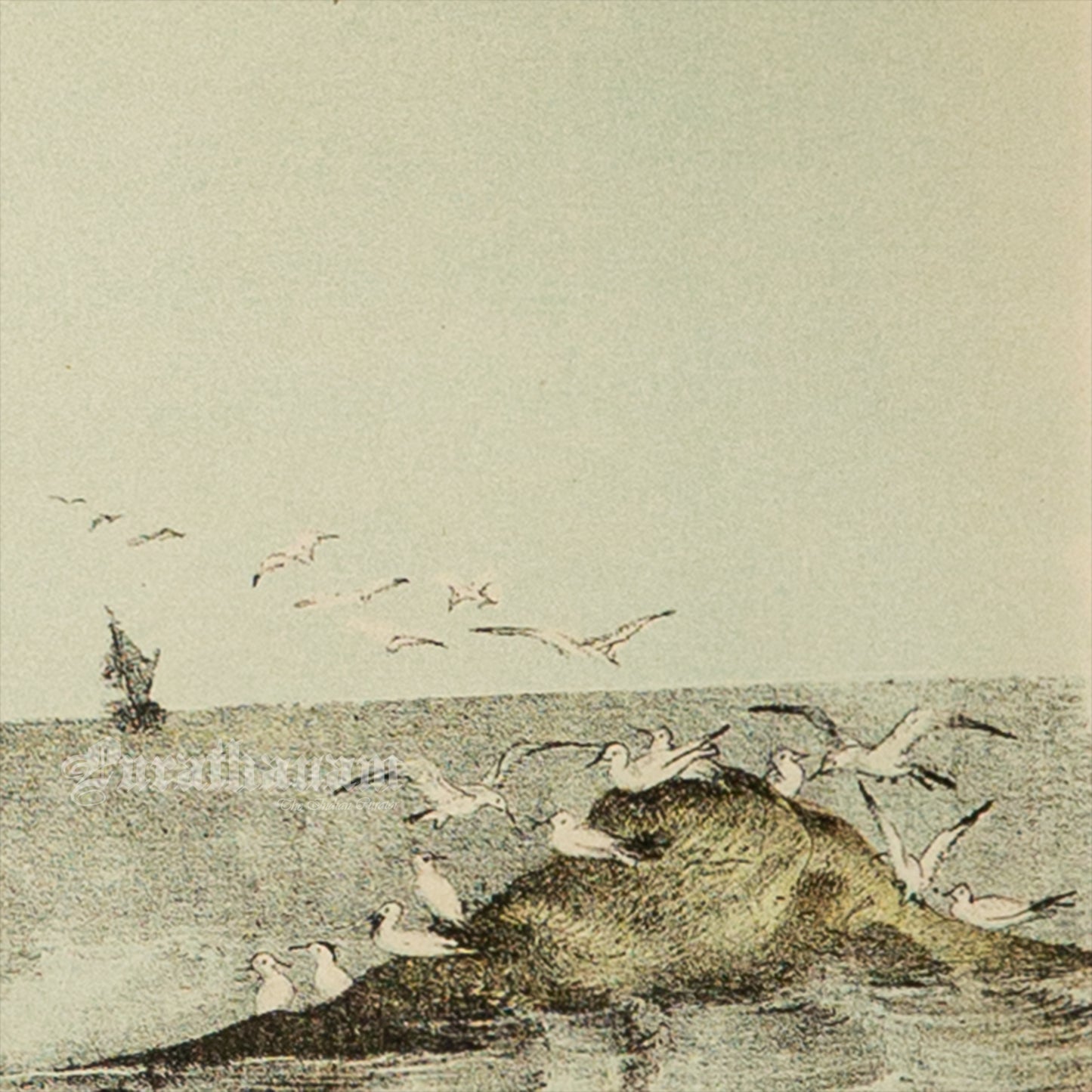 Bird - Chromo lithograph print (Plate - XI) by Theodore Jasper - Bird Art / Avian Art