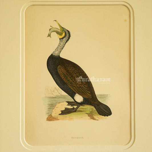 Bird - Cormorant - Hand-Coloured Wood Engraving - Bird Art / Avian Art