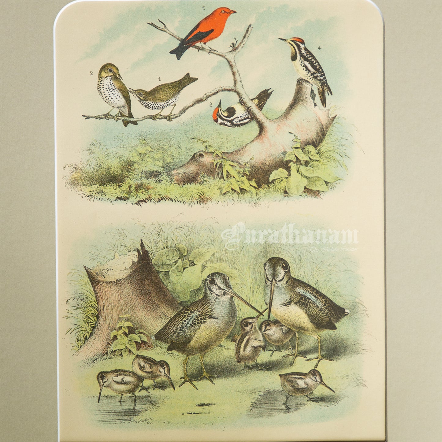Bird - Chromo lithograph print (Plate - IX) - Bird Art / Avian Art