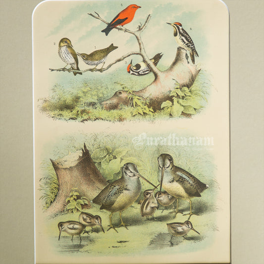 Bird - Chromo lithograph print (Plate - IX) -  Bird Art / Avian Art