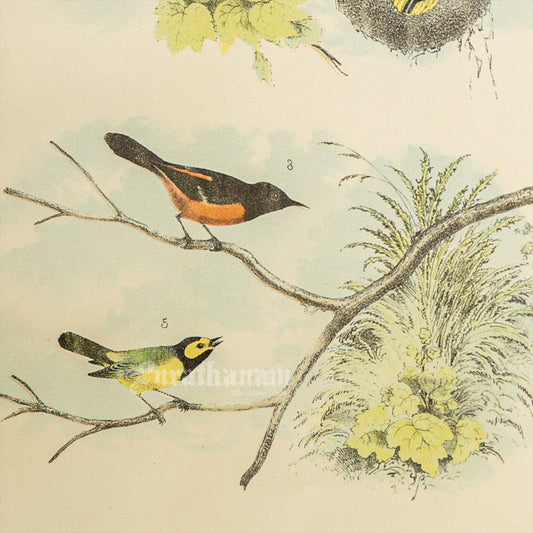 Bird - Chromo lithograph print (Plate -XII) by Theodore Jasper -  Bird Art / Avian Art