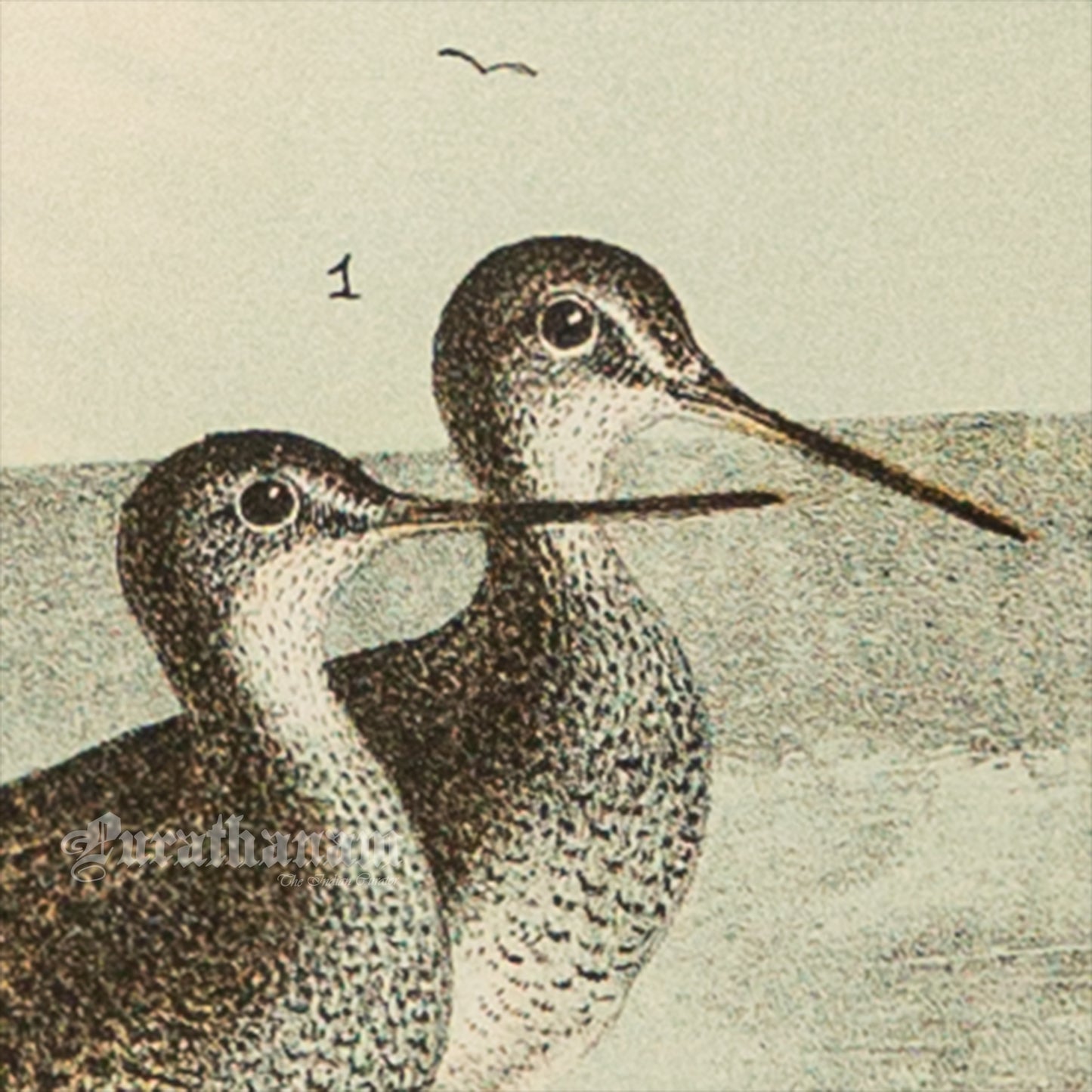 Bird - Chromo lithograph print (Plate - XI) by Theodore Jasper - Bird Art / Avian Art