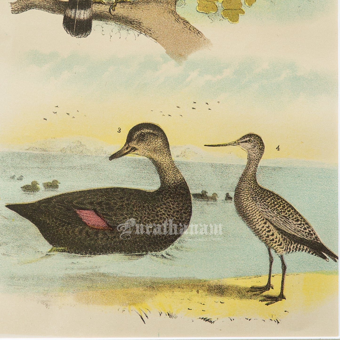 Bird - Chromo lithograph print (Plate - LVIII) by Theodore Jasper - Bird Art / Avian Art
