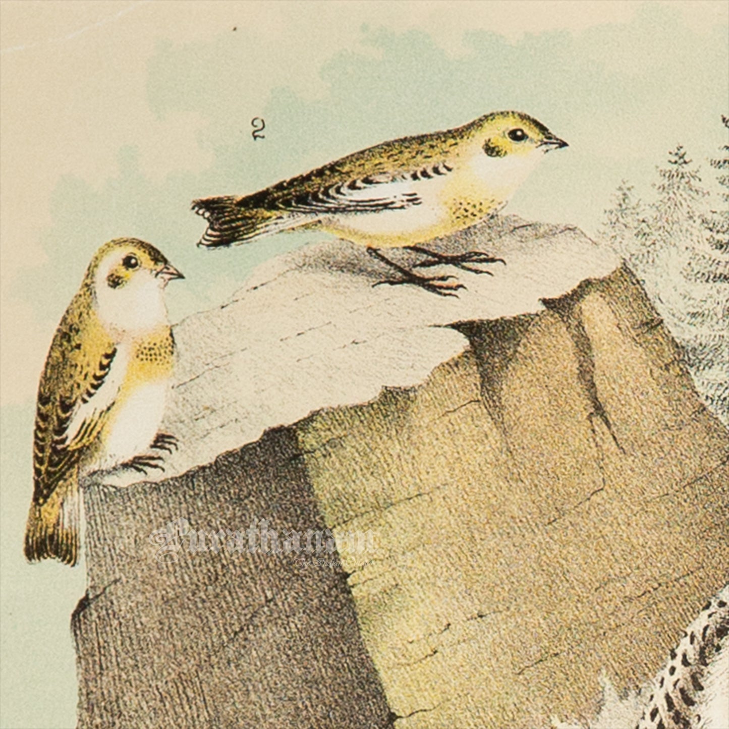 Bird - Snowy Owl Chromo lithograph print (Plate - X) by Theodore Jasper - Bird Art / Avian Art