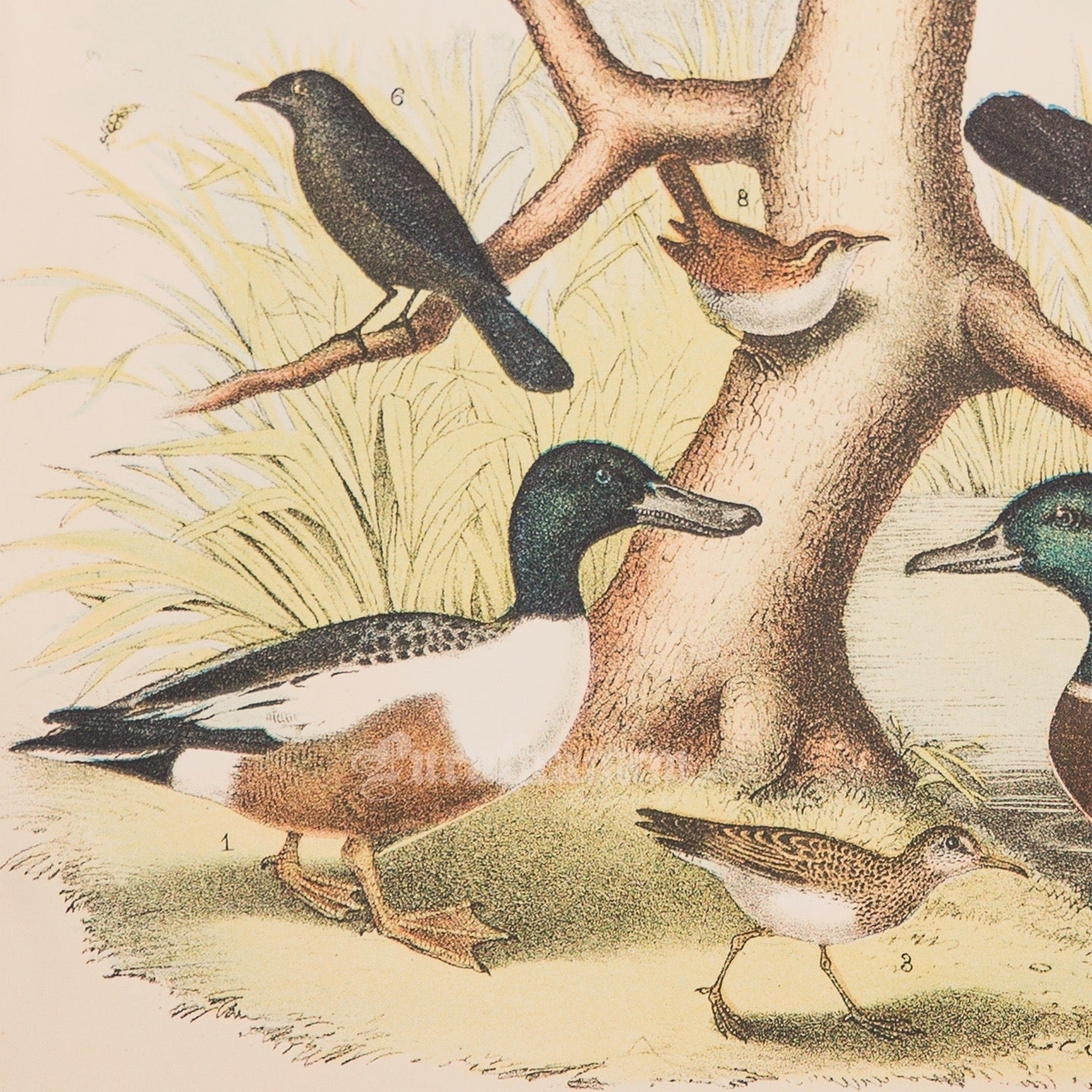 Bird - Chromo lithograph print (Plate - LII) by Theodore Jasper - Bird Art / Avian Art