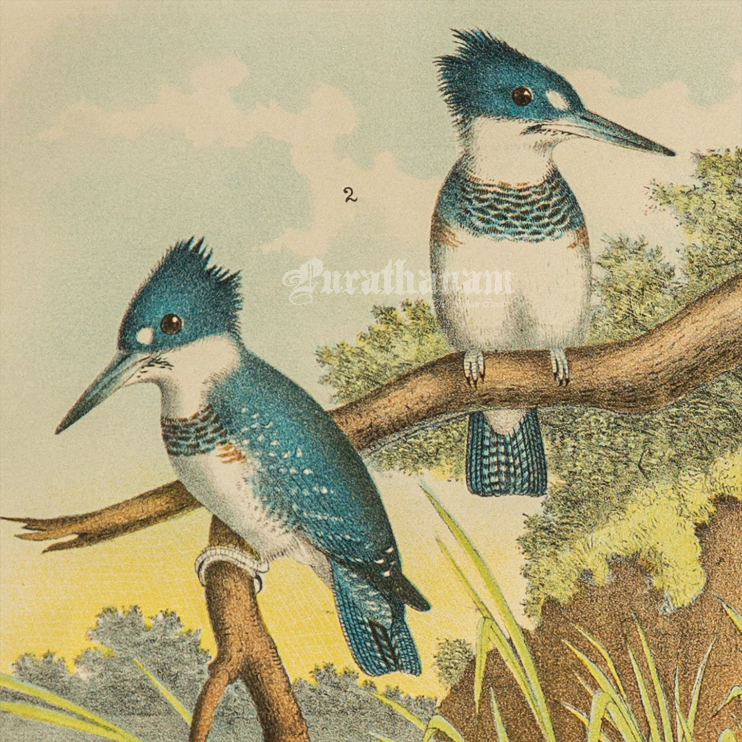 Bird - Chromo lithograph print (Plate - XIX) by Theodore Jasper - Bird Art / Avian Art