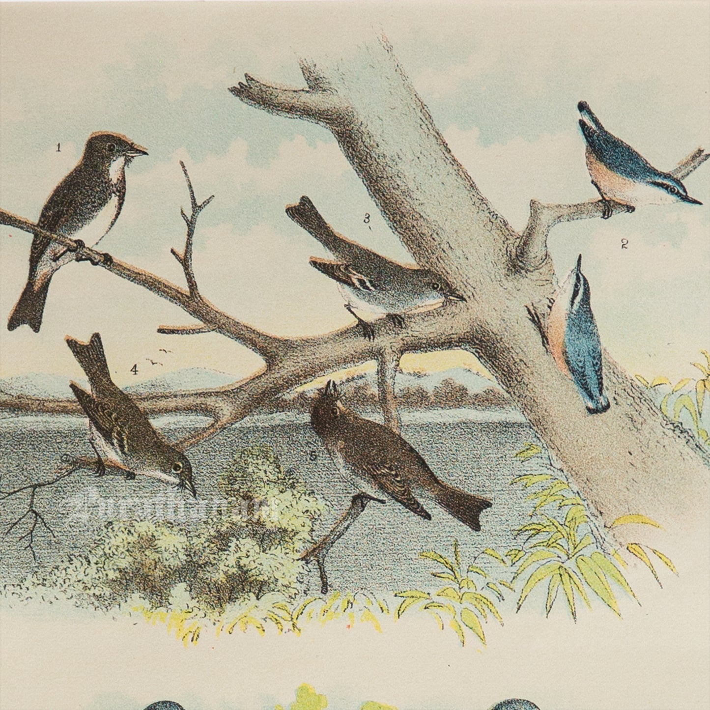 Bird - Chromo lithograph print (Plate - I ) by Theodore Jasper - Bird Art / Avian Art
