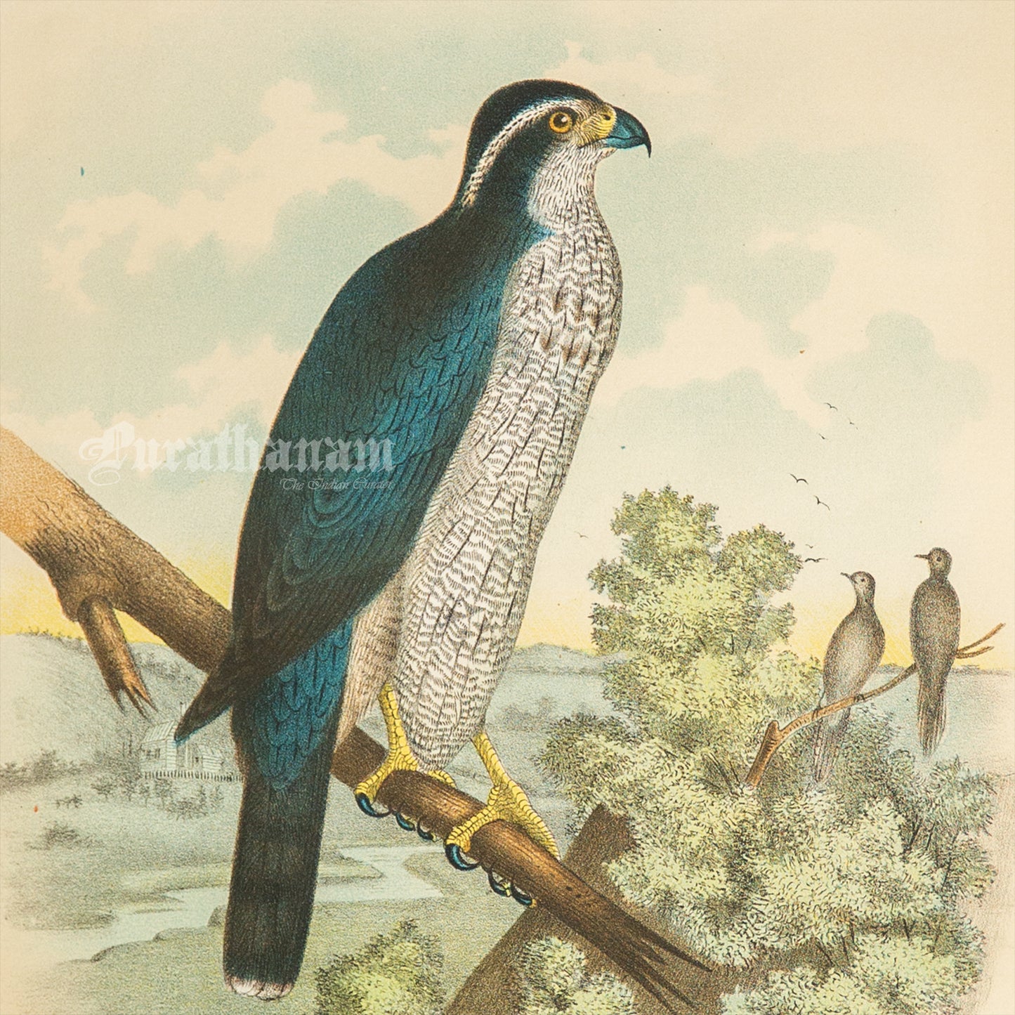 Bird - Chromo lithograph print (Plate - XX) by Theodore Jasper - Bird Art / Avian Art